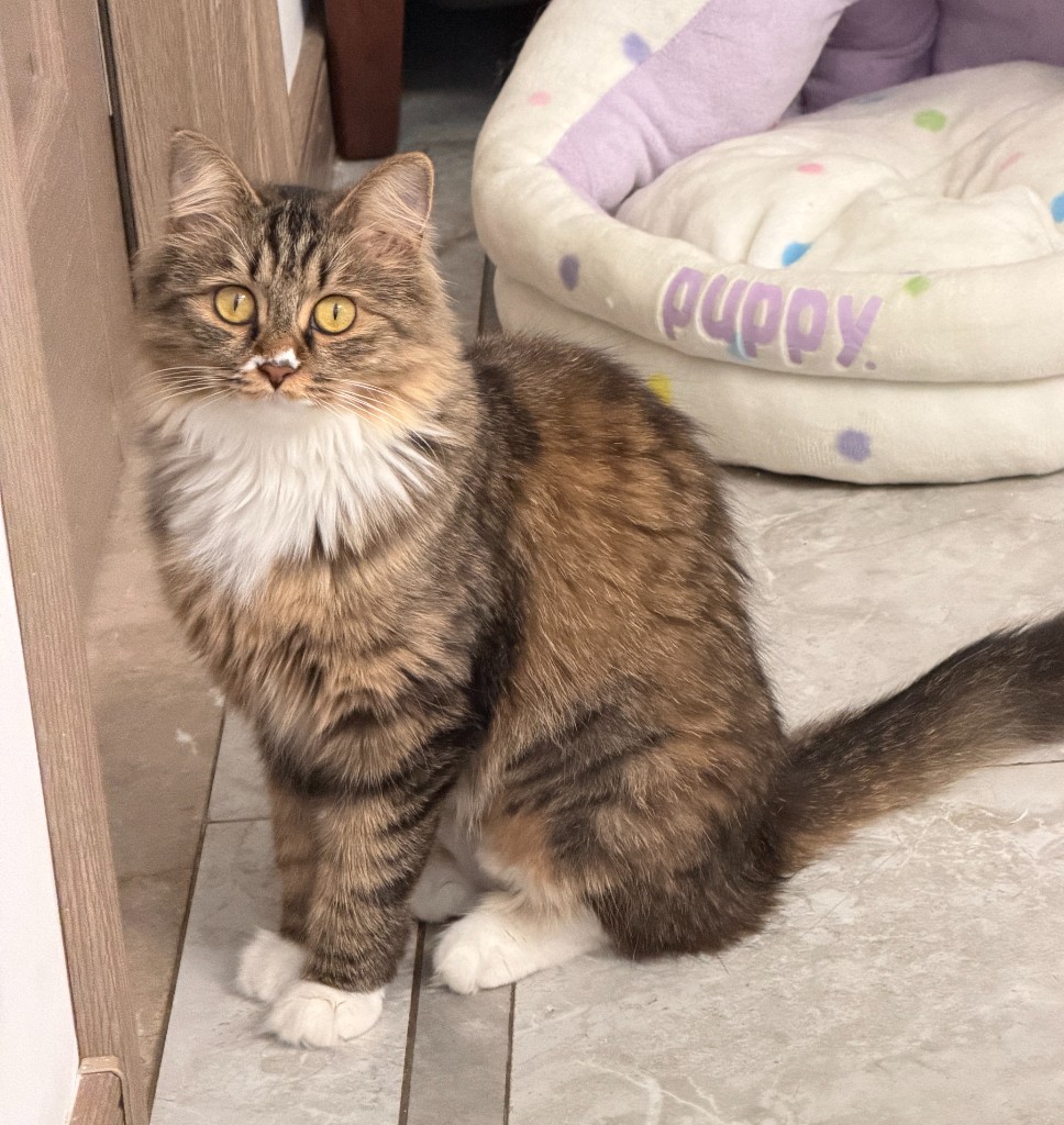 小猫 老大：长毛虎斑白围脖