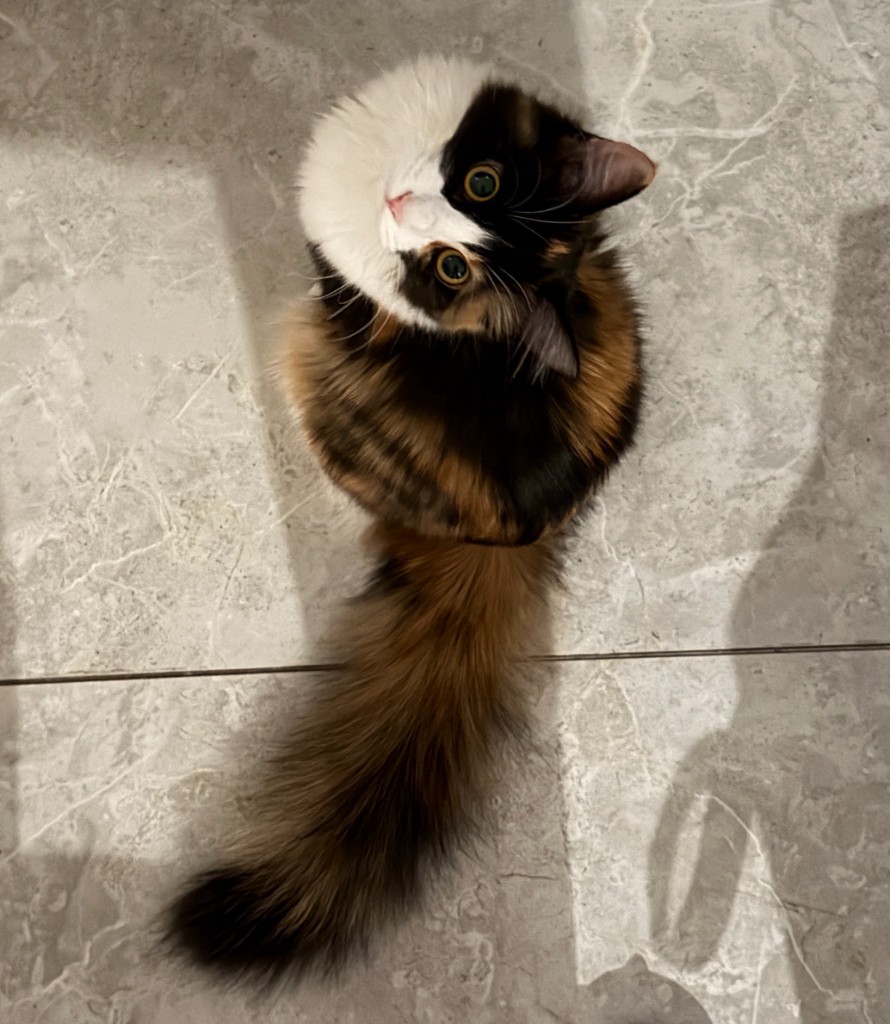 小猫 老二：俯视视角的三花