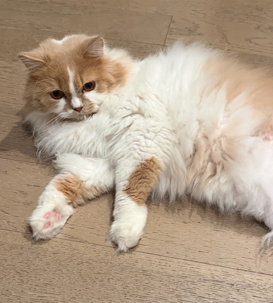 小猫 老三：长毛橘白趴姿